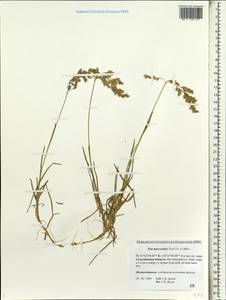 Poa macrocalyx Trautv. & C.A.Mey., Siberia, Russian Far East (S6) (Russia)