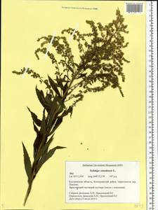 Solidago canadensis L., Eastern Europe, Central forest region (E5) (Russia)