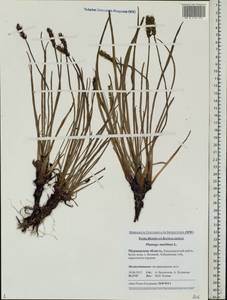 Plantago maritima L., Eastern Europe, Northern region (E1) (Russia)