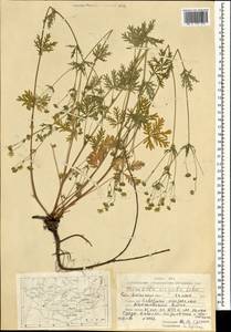 Potentilla virgata Lehm., Mongolia (MONG) (Mongolia)