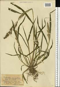 Echinochloa crus-galli (L.) P.Beauv., Eastern Europe, Moscow region (E4a) (Russia)