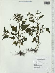 Chenopodiastrum hybridum (L.) S. Fuentes, Uotila & Borsch, Western Europe (EUR) (Germany)