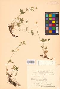 Potentilla aurea L., Eastern Europe, West Ukrainian region (E13) (Ukraine)