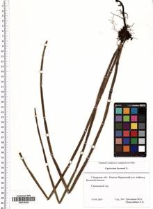 Equisetum hyemale L., Eastern Europe, Middle Volga region (E8) (Russia)
