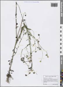 Senecio vernalis Waldst. & Kit., Eastern Europe, Moscow region (E4a) (Russia)