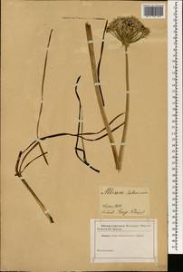 Allium ramosum L., Botanic gardens and arboreta (GARD) (Russia)