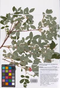 Rosa majalis Herrm., Eastern Europe, Lower Volga region (E9) (Russia)