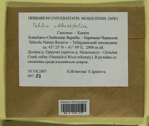 Pohlia obtusifolia (Vill. ex Brid.) L.F. Koch, Bryophytes, Bryophytes - North Caucasus & Ciscaucasia (B12) (Russia)