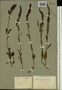 Veronica spicata L., Eastern Europe, Lower Volga region (E9) (Russia)