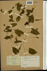 Calystegia sepium (L.) R. Br., Eastern Europe, South Ukrainian region (E12) (Ukraine)