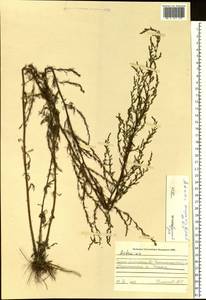 Artemisia scoparia Waldst. & Kit., Siberia, Altai & Sayany Mountains (S2) (Russia)