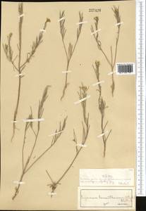 Erysimum leucanthemum (Stephan) B.Fedtsch., Middle Asia, Muyunkumy, Balkhash & Betpak-Dala (M9) (Kazakhstan)