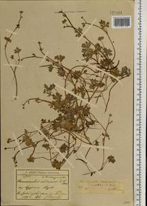 Ranunculus radicans C. A. Mey., Siberia, Baikal & Transbaikal region (S4) (Russia)