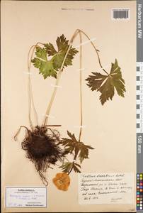 Trollius asiaticus L., Siberia, Baikal & Transbaikal region (S4) (Russia)