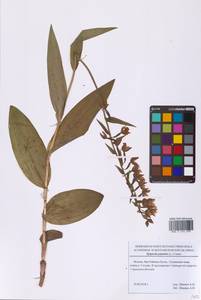 Epipactis palustris (L.) Crantz, Eastern Europe, Moscow region (E4a) (Russia)