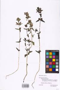 MHA 0 162 002, Rhinanthus minor L., Eastern Europe, Central forest-and-steppe region (E6) (Russia)