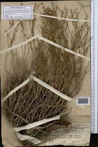 Limonium suffruticosum (L.) Kuntze, Middle Asia, Kopet Dag, Badkhyz, Small & Great Balkhan (M1) (Turkmenistan)