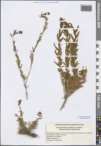 Krascheninnikovia ceratoides (L.) Gueldenst., Eastern Europe, Middle Volga region (E8) (Russia)