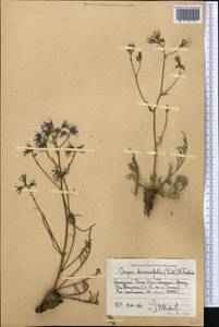 Crepidifolium tenuifolium (Willd.) Sennikov, Middle Asia, Western Tian Shan & Karatau (M3) (Kyrgyzstan)