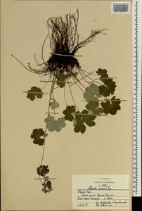 Alchemilla psilomischa Rothm., Caucasus, North Ossetia, Ingushetia & Chechnya (K1c) (Russia)