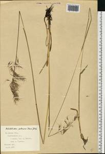 Avenula pubescens (Huds.) Dumort., Eastern Europe, West Ukrainian region (E13) (Ukraine)