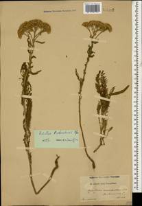 Achillea arabica Kotschy, Caucasus (no precise locality) (K0)