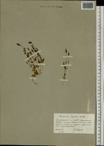 Comastoma tenellum (Rottb.) Toyok., Siberia, Yakutia (S5) (Russia)