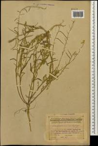 Sterigmostemum acanthocarpum (Fisch. & C.A. Mey.) Kuntze, Caucasus, Armenia (K5) (Armenia)
