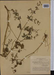 Geranium divaricatum Ehrh., Western Europe (EUR) (Italy)