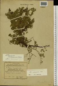Thymus ussuriensis Klokov, Siberia, Russian Far East (S6) (Russia)