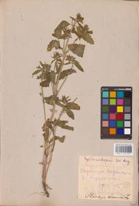 MHA 0 154 819, Stachys annua (L.) L., Eastern Europe, Middle Volga region (E8) (Russia)