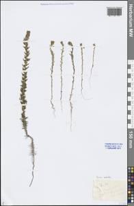 Sedobassia sedoides (Pall.) Freitag & G. Kadereit, Middle Asia, Caspian Ustyurt & Northern Aralia (M8) (Kazakhstan)