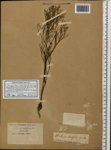 Limonium caspium (Willd.) Gams, Caucasus, Krasnodar Krai & Adygea (K1a) (Russia)