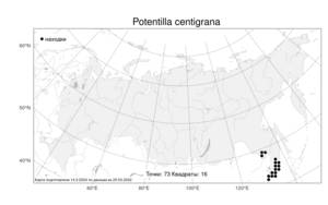 Potentilla centigrana Maxim., Atlas of the Russian Flora (FLORUS) (Russia)