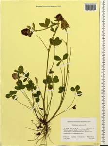 Trifolium pratense L., Caucasus, Krasnodar Krai & Adygea (K1a) (Russia)