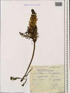 Pedicularis sibthorpii Boiss., Caucasus, Black Sea Shore (from Novorossiysk to Adler) (K3) (Russia)
