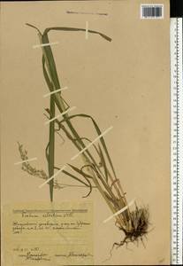 Festuca altissima All., Eastern Europe, Middle Volga region (E8) (Russia)