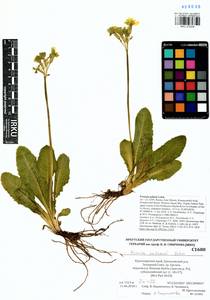 Primula elatior subsp. pallasii (Lehm.) W. W. Sm. & Forrest, Siberia, Altai & Sayany Mountains (S2) (Russia)