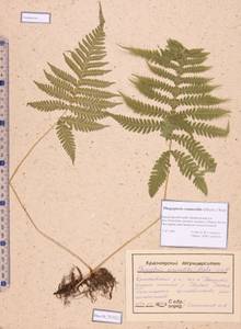 Phegopteris connectilis (Michx.) Watt, Siberia, Altai & Sayany Mountains (S2) (Russia)