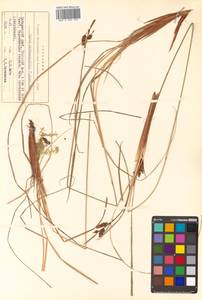 Carex middendorffii F.Schmidt, Siberia, Russian Far East (S6) (Russia)