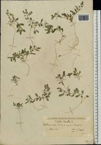 Tribulus terrestris L., Eastern Europe, Lower Volga region (E9) (Russia)