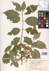 Euonymus europaeus L., Eastern Europe, North Ukrainian region (E11) (Ukraine)