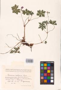 Geranium collinum Stephan ex Willd., Eastern Europe, Lower Volga region (E9) (Russia)