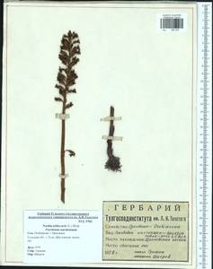 Neottia nidus-avis (L.) Rich., Eastern Europe, Central region (E4) (Russia)