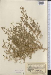 Halocharis hispida (Schrenk) Bunge, Middle Asia, Syr-Darian deserts & Kyzylkum (M7) (Uzbekistan)