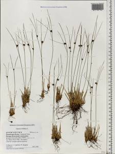 Oreojuncus trifidus (L.) Záv. Drábk. & Kirschner, Eastern Europe, Northern region (E1) (Russia)