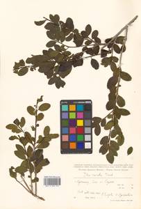 Ilex crenata Thunb., Siberia, Russian Far East (S6) (Russia)