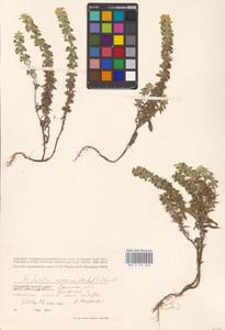 MHA 0 155 568, Sideritis montana L., Eastern Europe, South Ukrainian region (E12) (Ukraine)