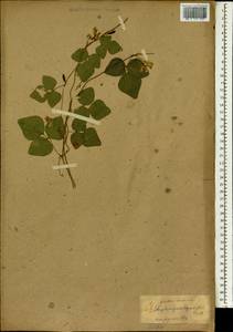 Amphicarpaea bracteata subsp. edgeworthii (Benth.)H.Ohashi, South Asia, South Asia (Asia outside ex-Soviet states and Mongolia) (ASIA) (Japan)