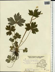 Ranunculus lanuginosus L., Eastern Europe, Belarus (E3a) (Belarus)